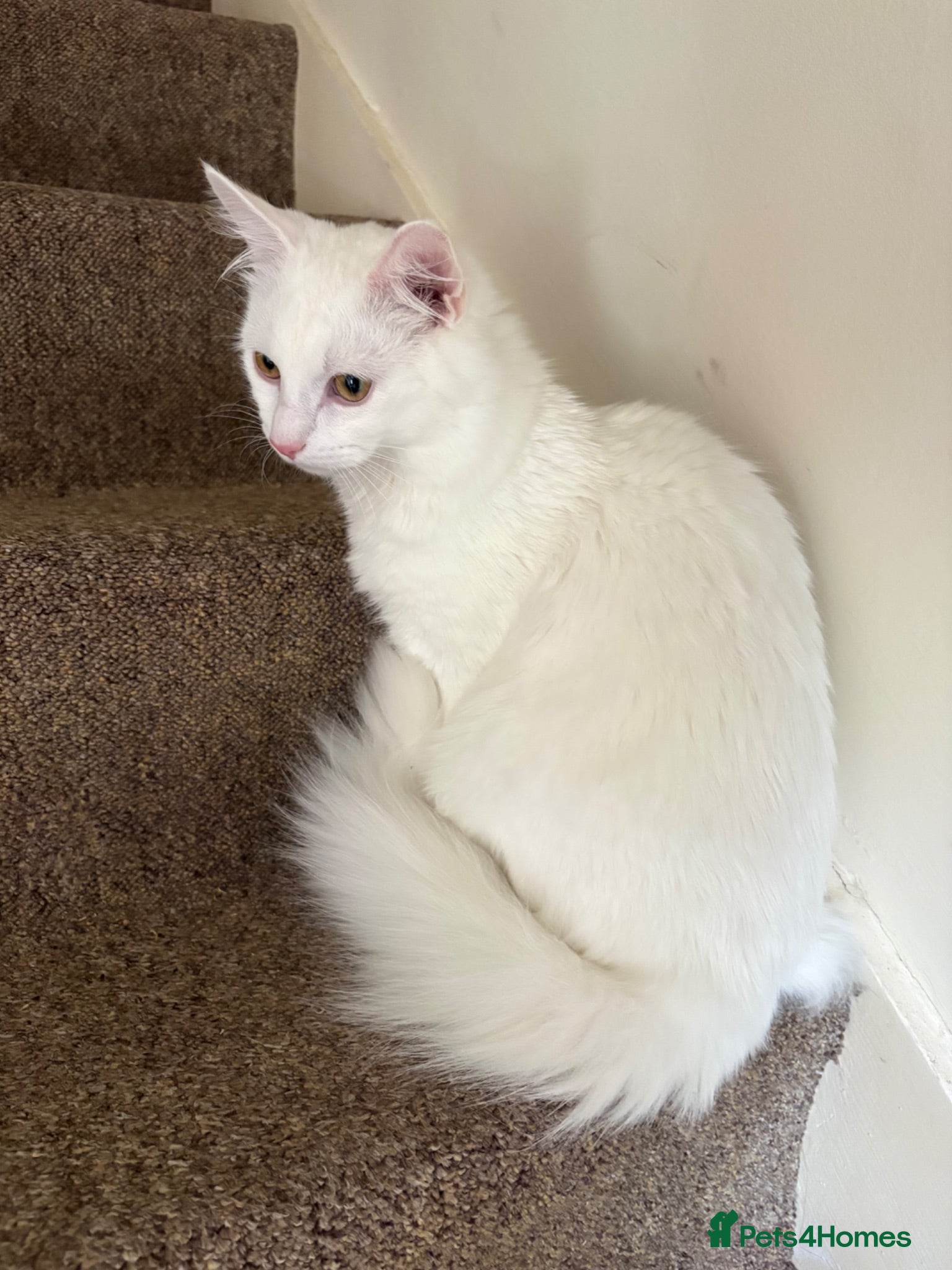 Turkish Angora cats 8 month old Male Kitten Urgently Seeking Home - Advert 2