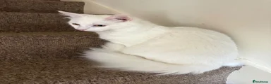 Turkish Angora 1