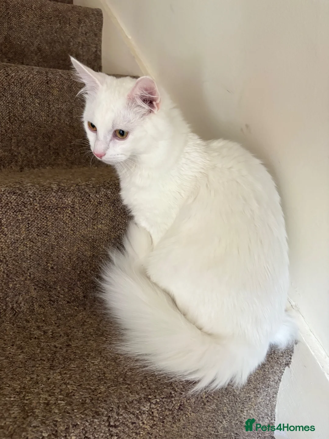 Turkish Angora cats for sale: 8 month old Male Kitten Urgently Seeking Home - Advert 1