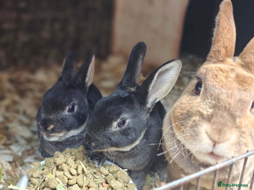 Rex rabbits for sale: Mini Rex Buck - Image 15