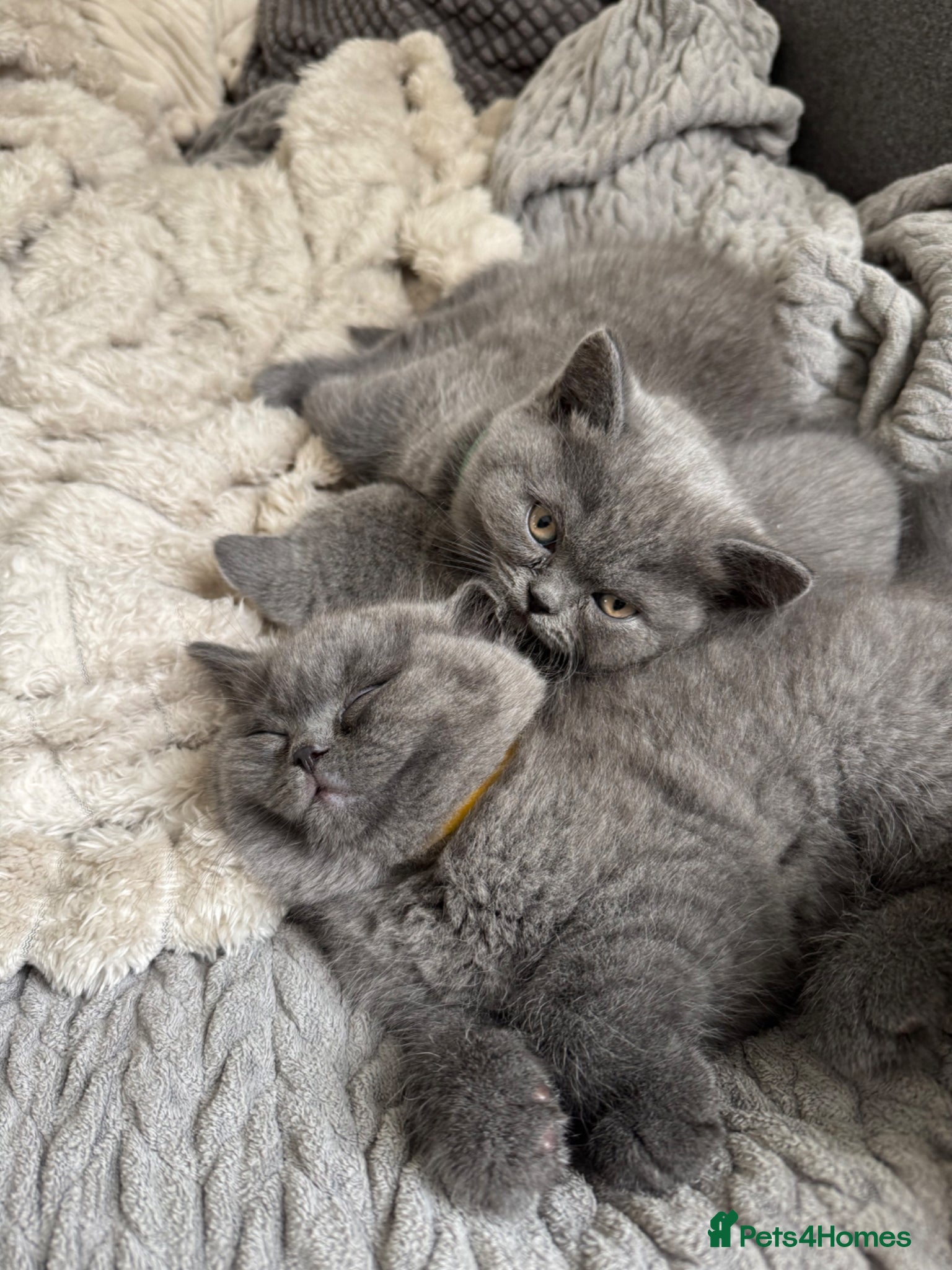British Shorthair cats British short hair kittens  - Advert 1