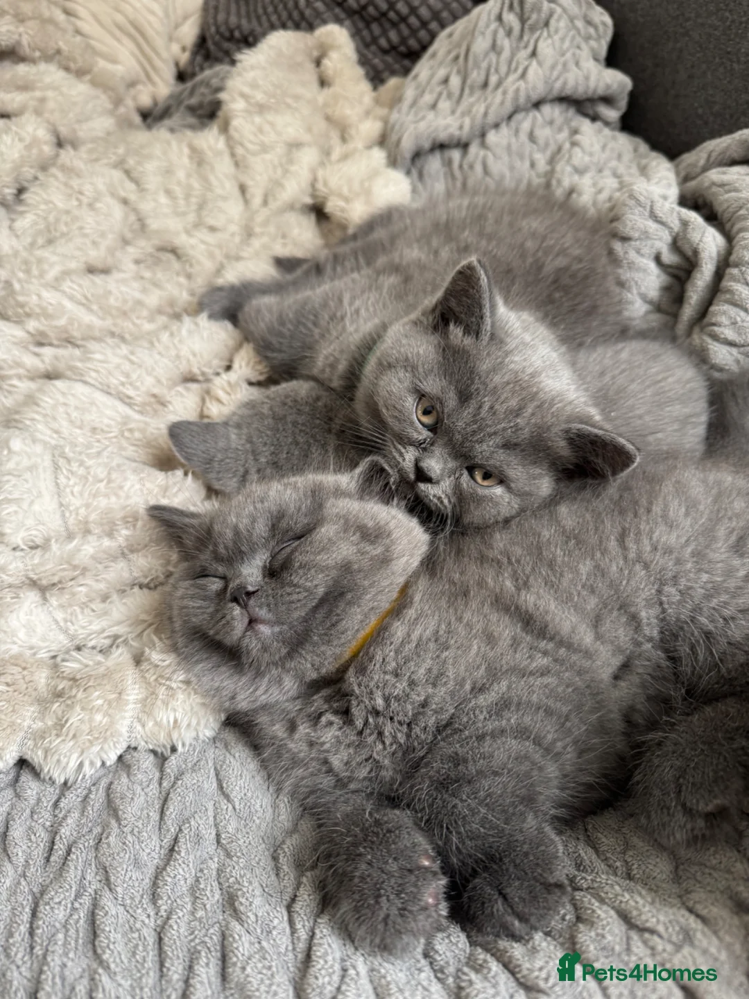 British Shorthair cats for sale: British short hair kittens  - Advert 1