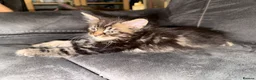 Maine Coon cats for sale: Stunning Maine Coon X Kittens Needing New Homes! - Advert 38