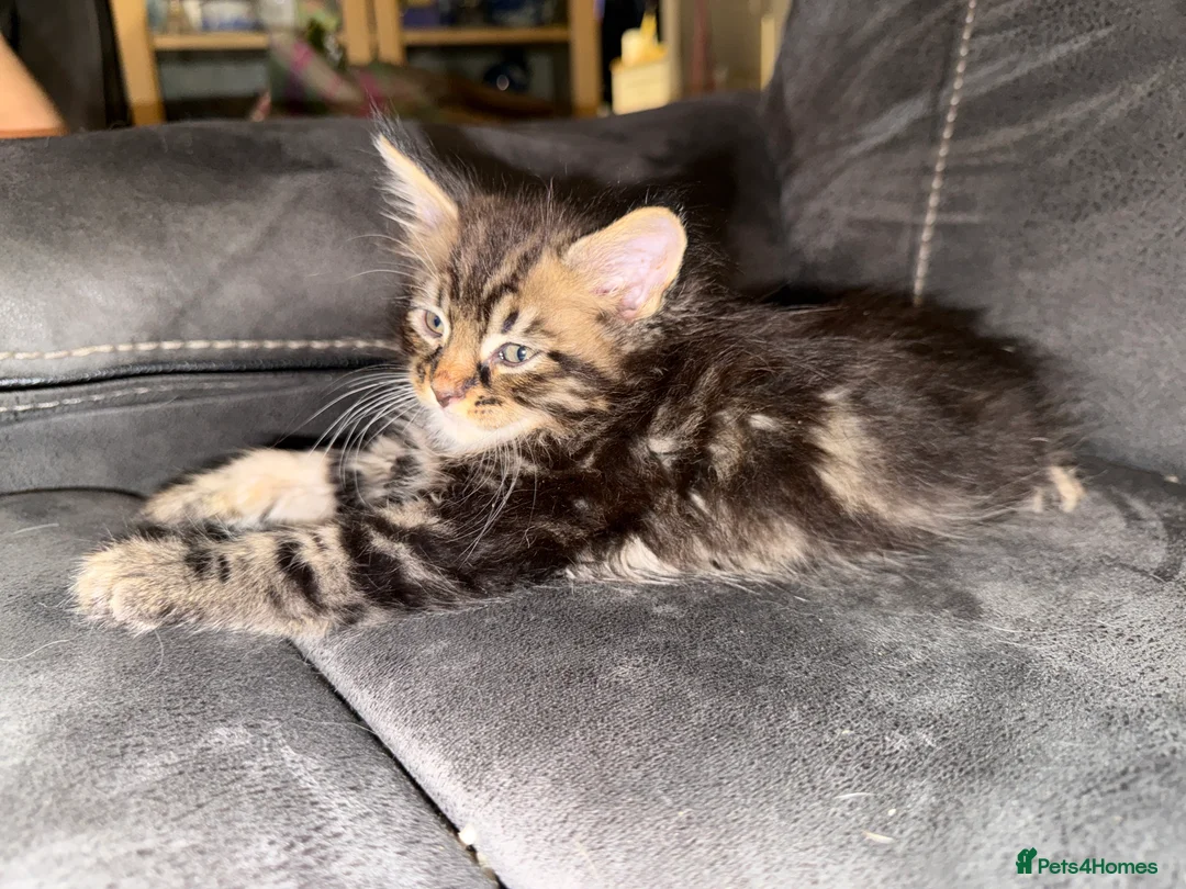 Maine Coon cats for sale: Stunning Maine Coon X Kittens Needing New Homes! - Advert 38