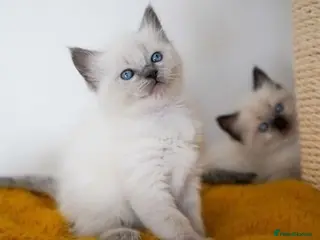 Ragdoll cats Family raised ragdolls loves cuddle - Advert 1