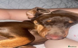 Dachshund dogs for sale: One year old male dachshund for sale - Image 3