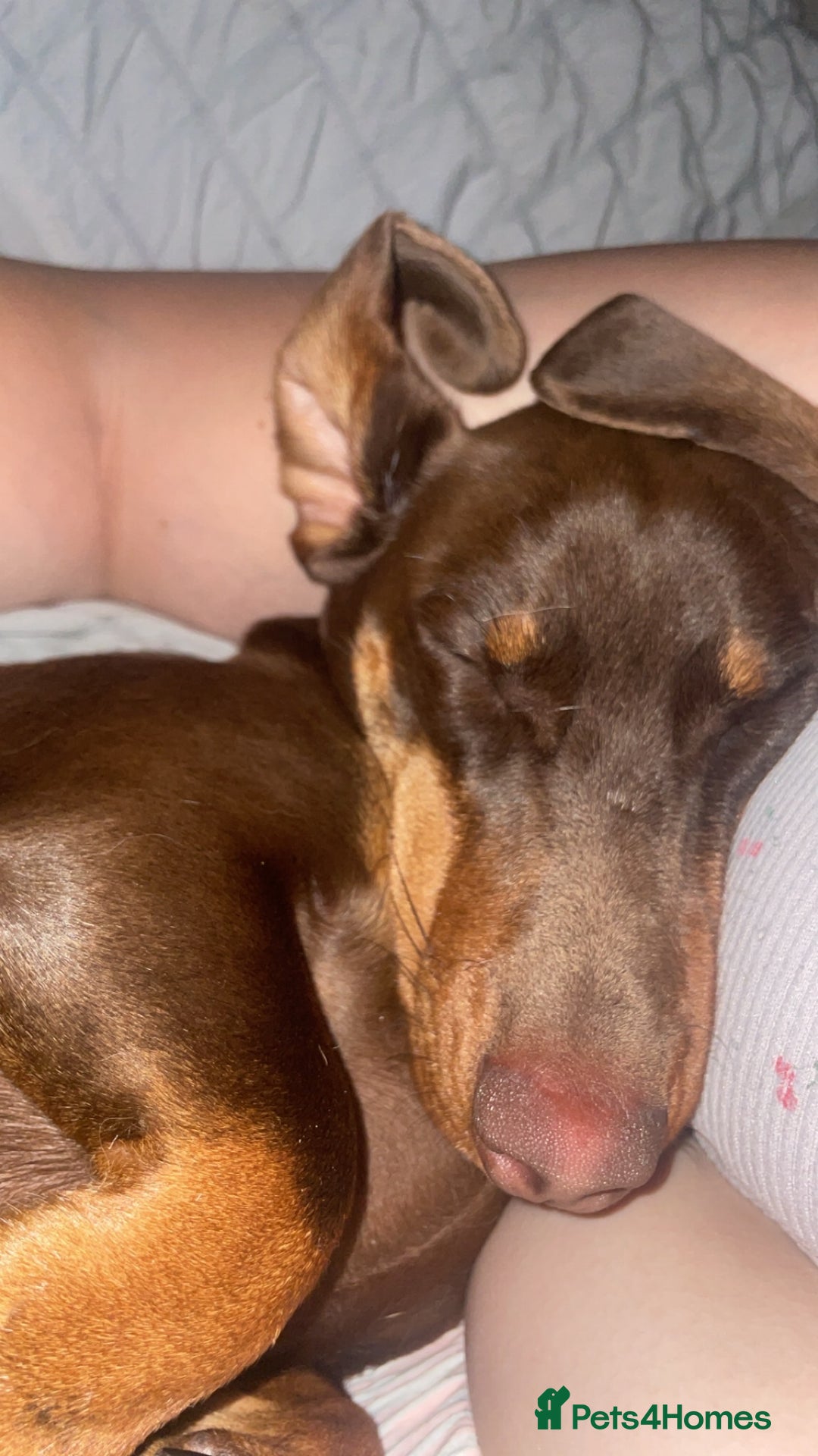 Dachshund dogs for sale: One year old male dachshund for sale - Image 3