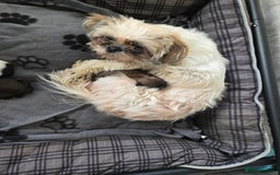 Shih Tzu dogs for sale: 2 buiful shih tzus need their forever home - Image 1