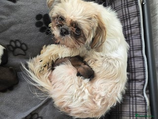 Shih Tzu dogs for sale - Advert 1