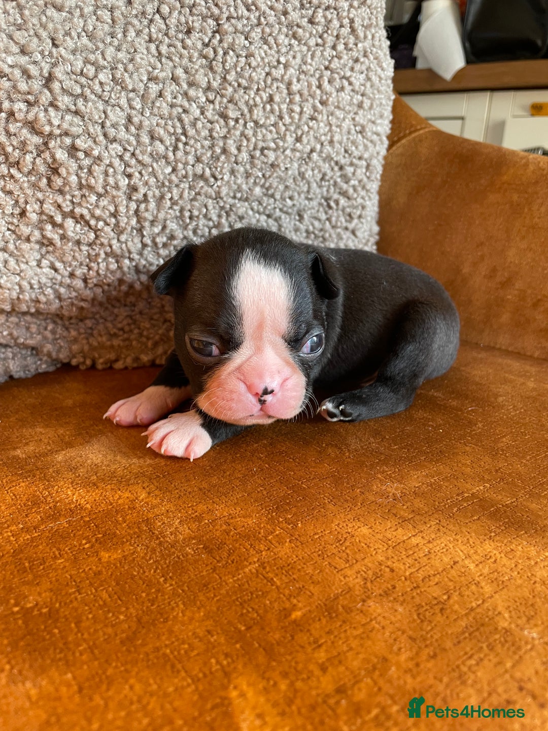 Boston Terrier dogs for sale: 🐾 Adorable Wildax Puppies! 🐾 - Image 14