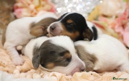 Miniature Dachshund dogs for sale: KC Longhair Miniature Dachshund Puppies - Image 4