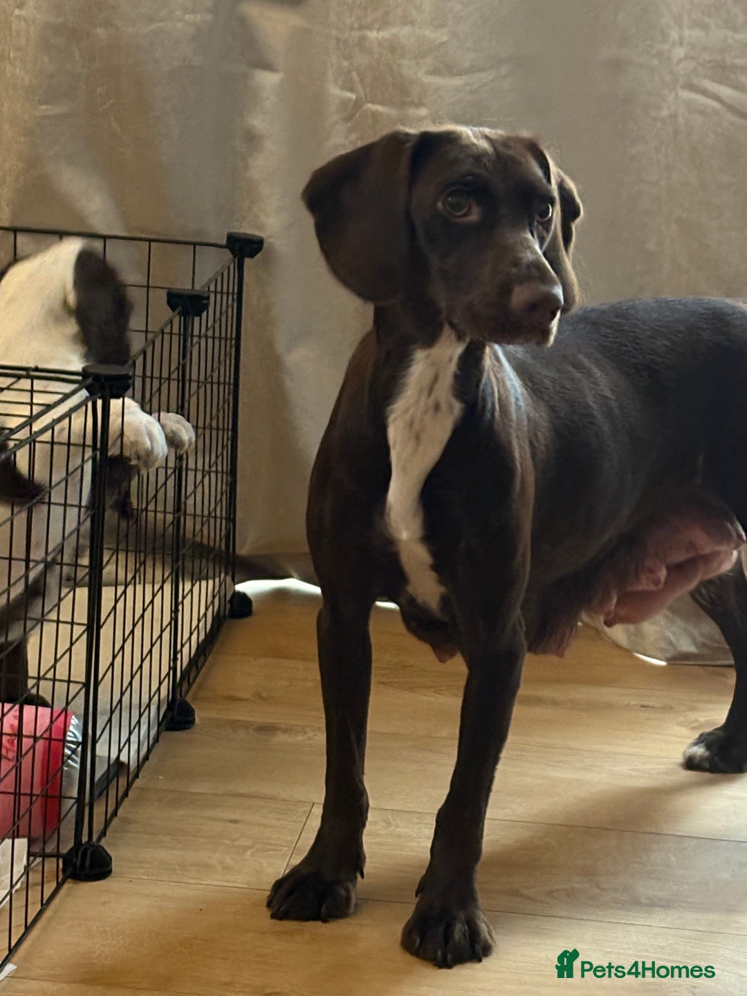 Mixed Breed dogs for sale: Sprockers cross  - Image 16