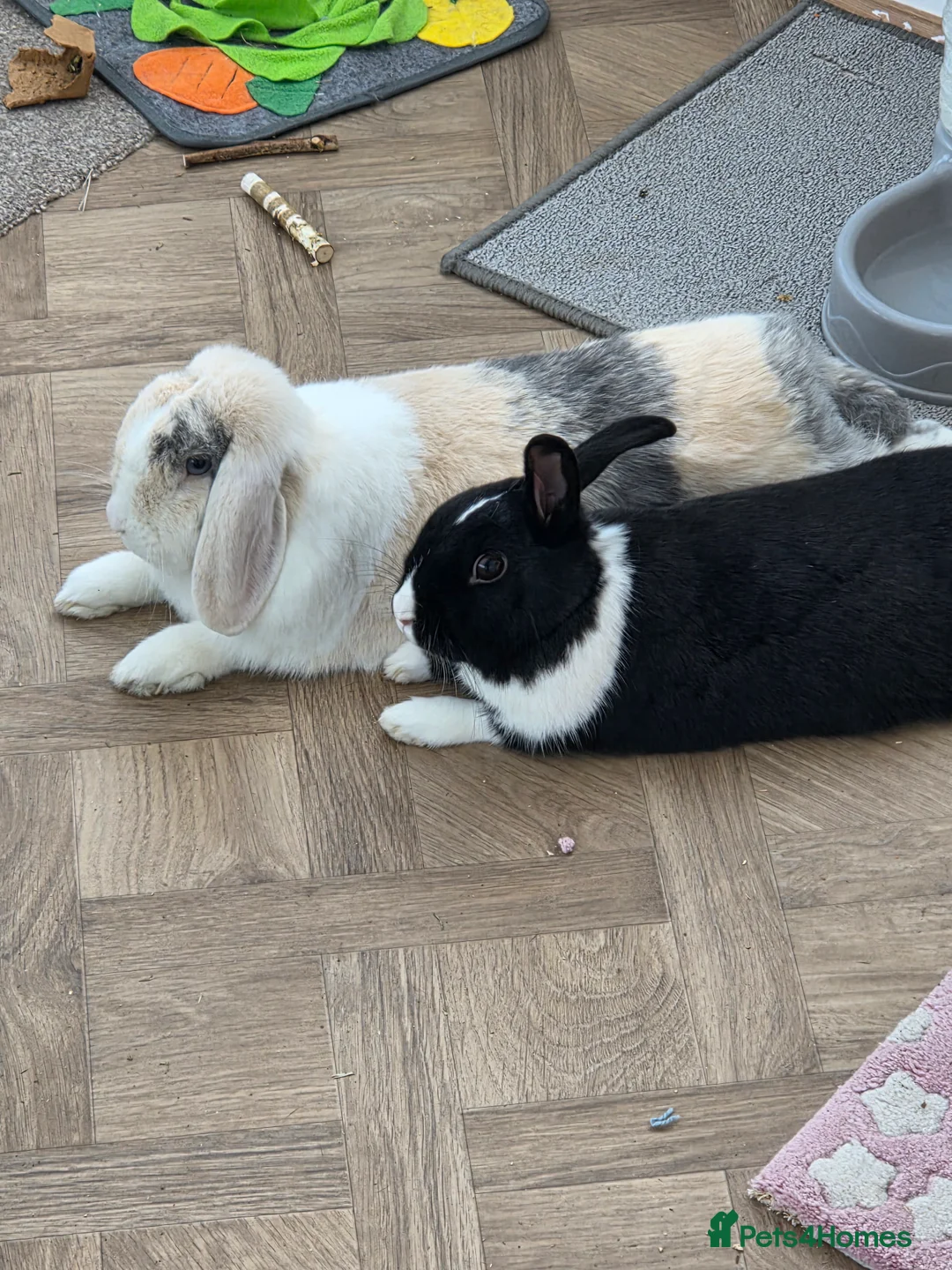 Dutch rabbits for sale: Bunnies for sale - Advert 4