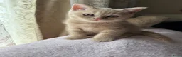 British Shorthair cats for sale: 🐾 Beautiful British Shorthair Kittens 🐾 - Advert 16