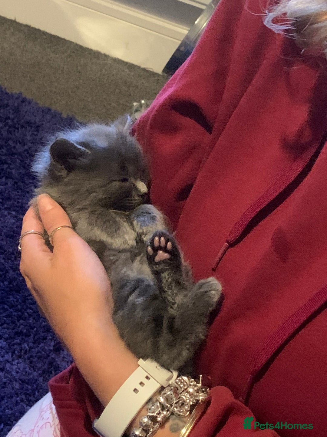 Mixed Breed cats for sale: Rag doll cross x Turkish angora  - Image 4