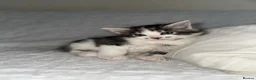 Maine Coon cats for sale: GORGEOUS MAINE COON KITTENS - Advert 18