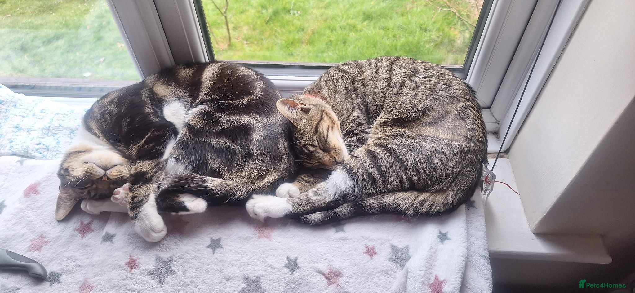 Mixed Breed cats Cupcake and Pudding - 2yo sibling cats - Advert 5