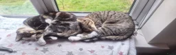 Mixed Breed cats for sale: Cupcake and Pudding - 2yo sibling cats - Advert 1