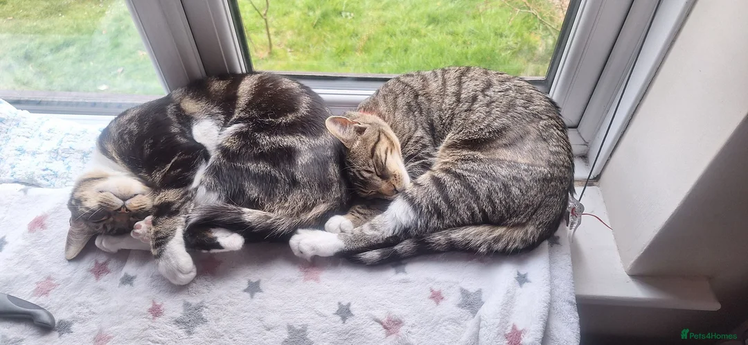 Mixed Breed cats for sale: Cupcake and Pudding - 2yo sibling cats - Advert 1