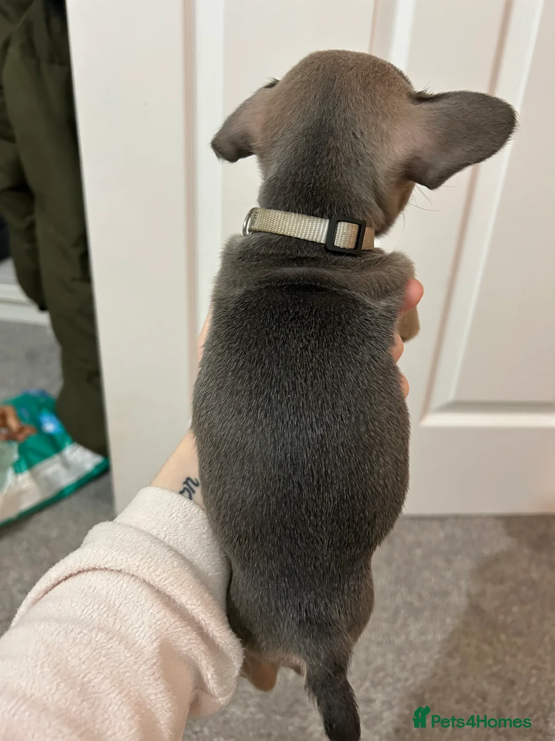 French Bulldog dogs for sale: FLUFFY PINK ISABELLA BLUE TAN KC REGISTERED  - Advert 10