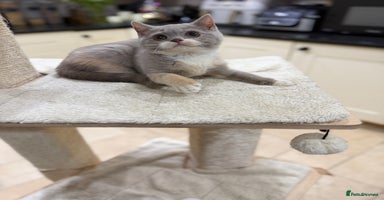 British Shorthair cats Full Pedigree Registered BSH from Trusted Breeder - Advert 15