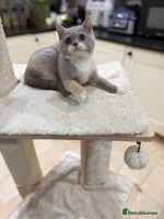 British Shorthair cats Full Pedigree Registered BSH from Trusted Breeder - Advert 6