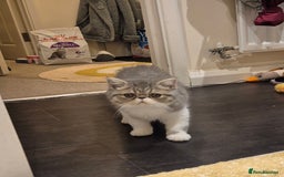 Exotic cats for sale: Exotic longhair and short hair kittens  - Image 30