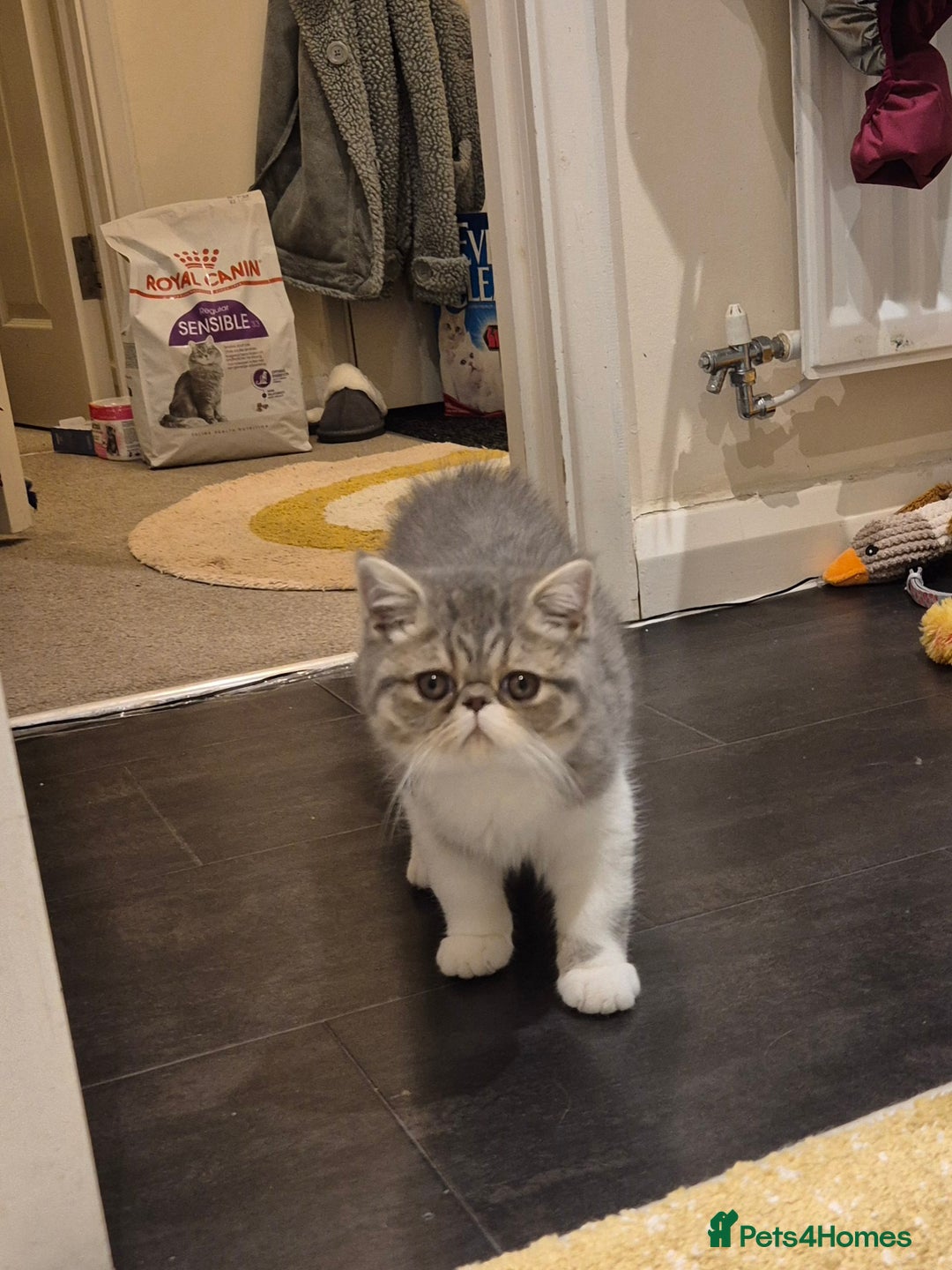 Exotic cats for sale: Exotic longhair and short hair kittens  - Image 30