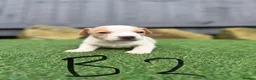 Jack Russell dogs for sale: Jack russell  - Advert 3