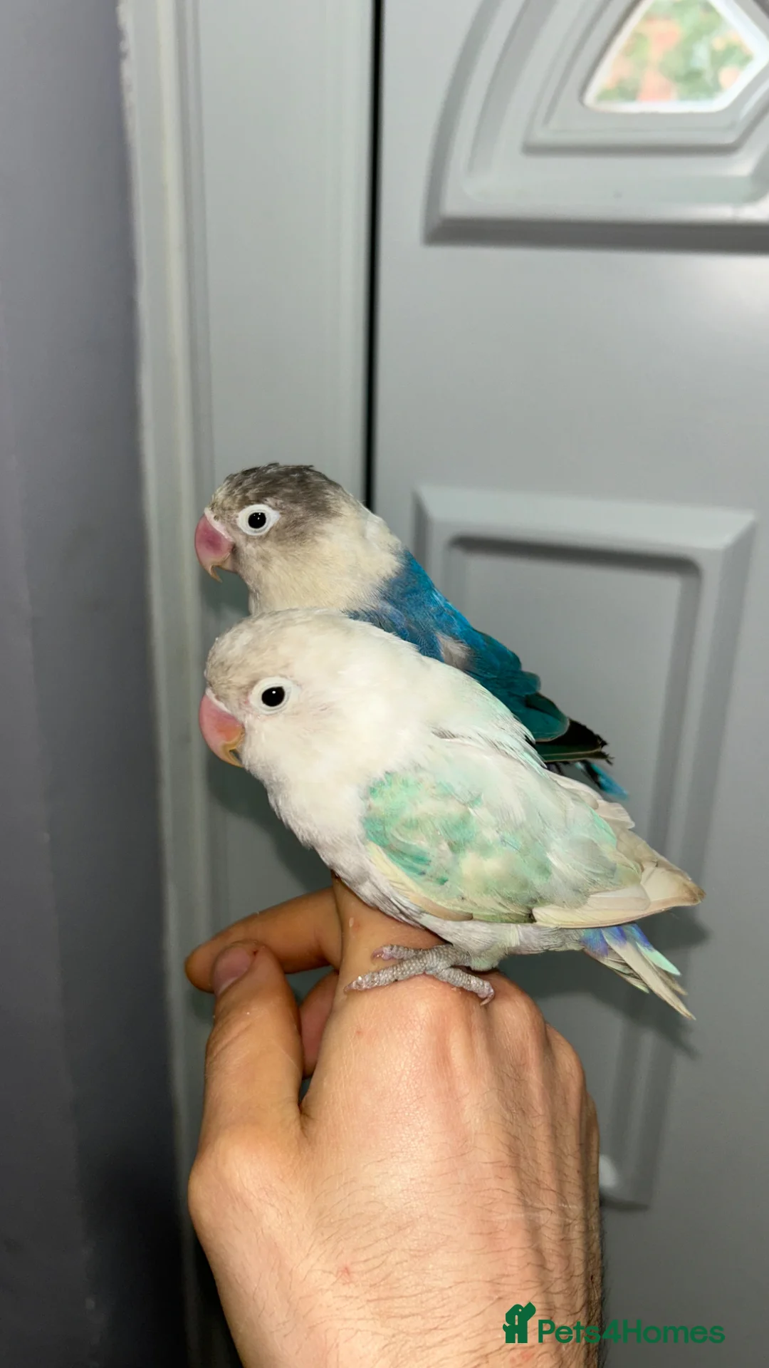 Lovebirds birds for sale: proven breeding pairs opaline tamed lovebirds  - Advert 2