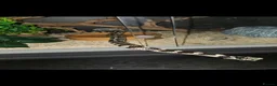 King Snake reptiles for sale: California King Snake + Enclosure set up in Northallerton - Advert 5
