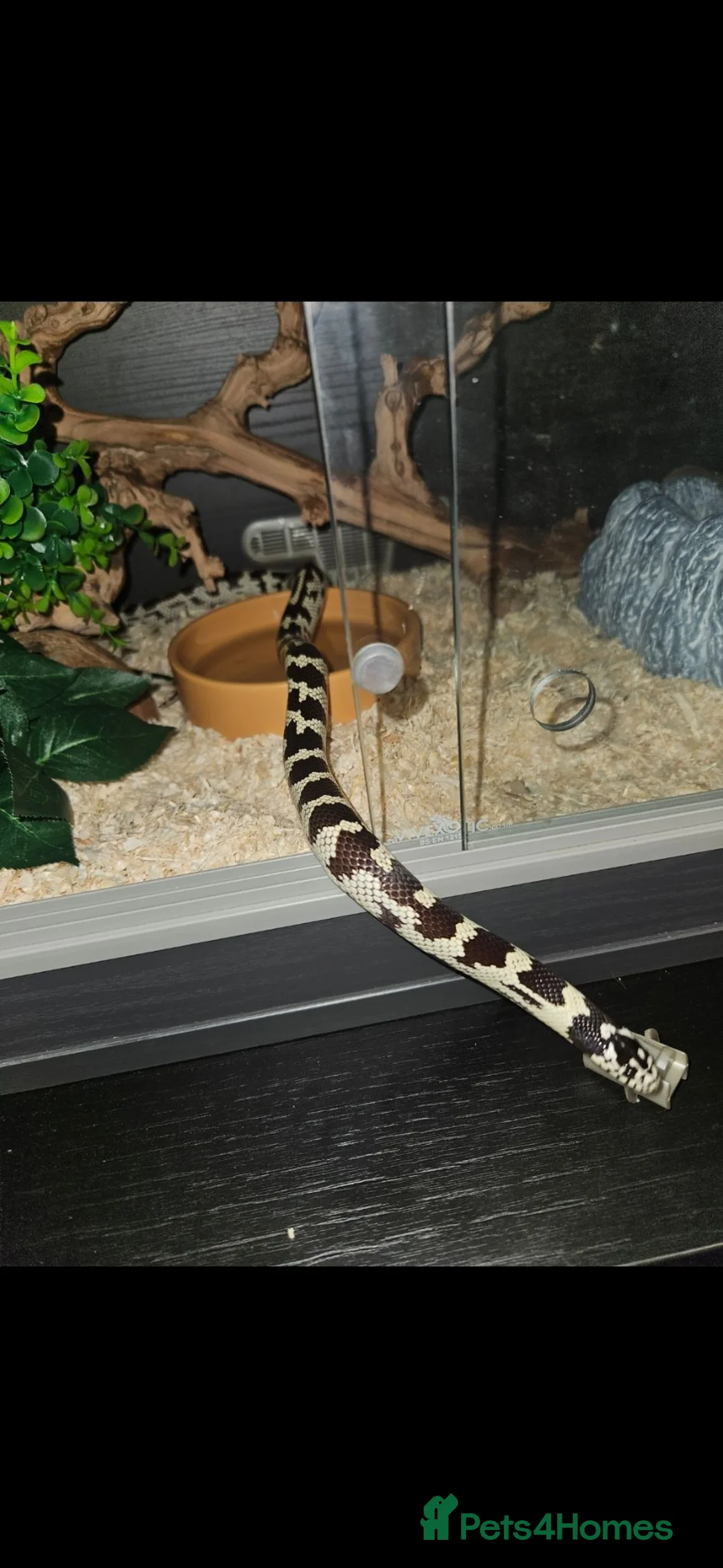 King Snake reptiles for sale: California King Snake (read desc) - Advert 5