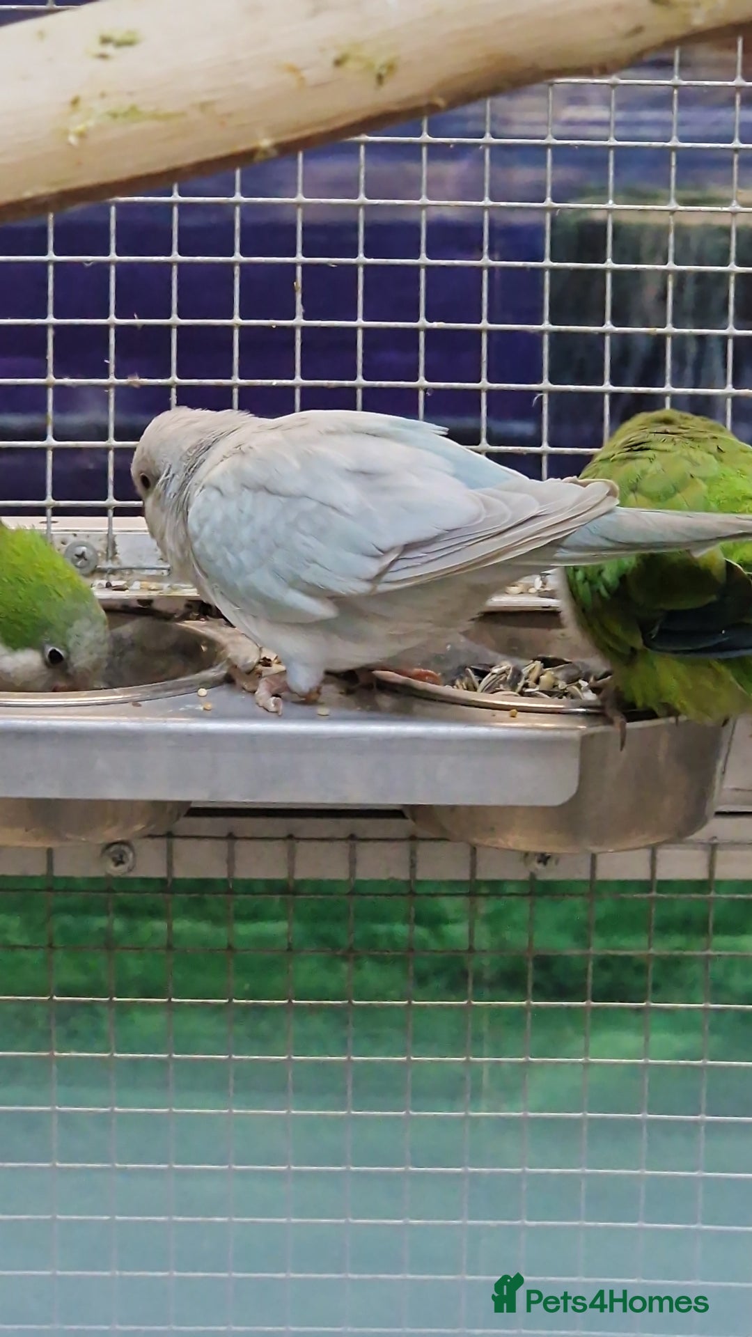 Parrots birds for sale: Stunning Birds/Parakeets/Parrots available  - Image 26