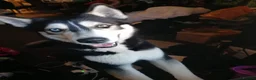 Siberian Husky dogs for stud: Husky Stud  - Advert 3