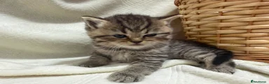 Scottish Fold 5