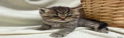 Scottish Fold cats for sale: Scottish fold/British  - Advert 6