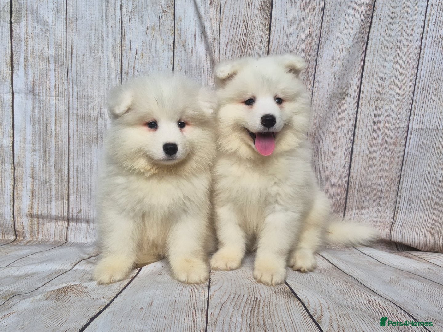 Samoyed dogs 2 Boys Left ready now ❤️ - Advert 1