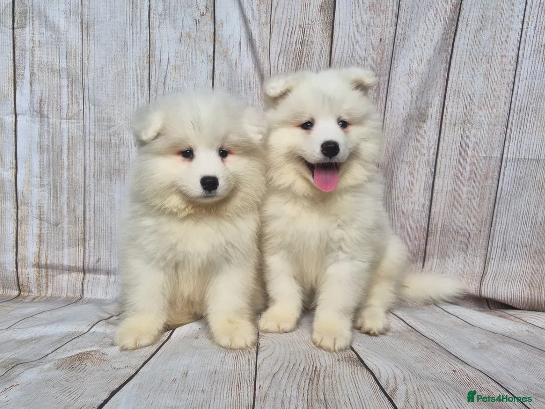 Samoyed dogs for sale: 2 Boys Left ready now ❤️ - Advert 1