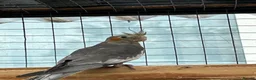 Cockatiels birds for sale: Male cockatiel  10 weeks old  - Advert 2