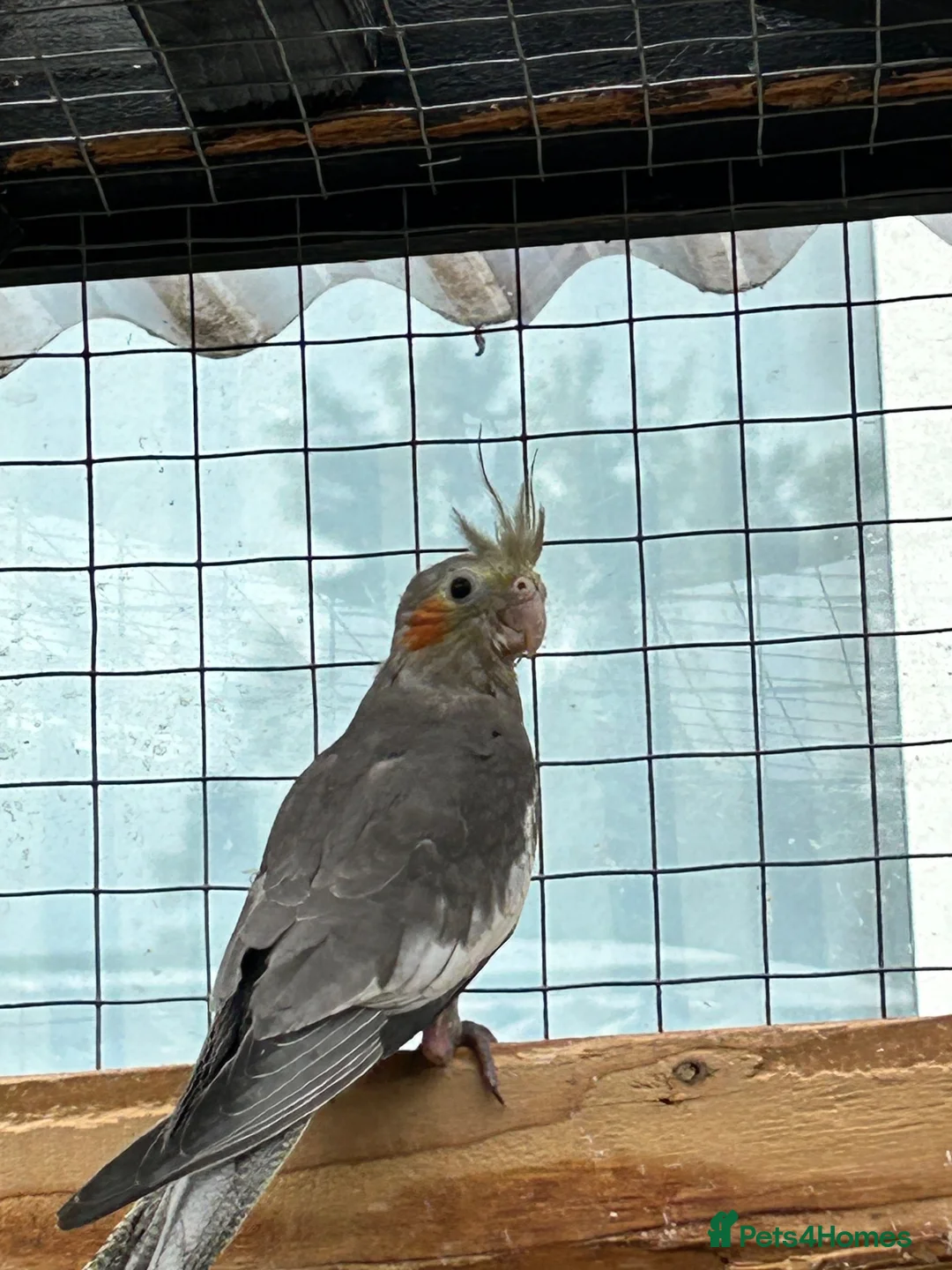Cockatiels birds for sale: Male cockatiel  10 weeks old  - Advert 2