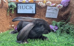 Continental Giant rabbits for sale: Pure Continental Giant Vaccinated  - Image 9