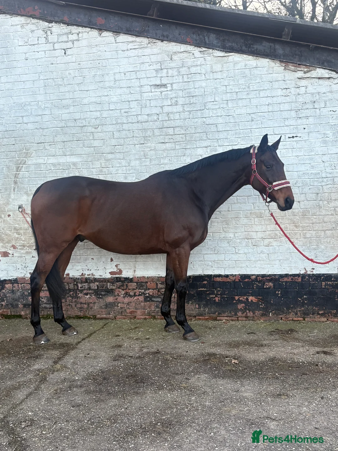 English Thoroughbred horses for sale: Very sad sale , roscoe 16hh bay gelding  - Advert 3