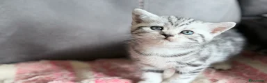 British Shorthair Kitten 4