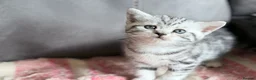 British Shorthair cats for sale: GCCF reg BSH BLACK SILVER TABBY KITTENS - Advert 13