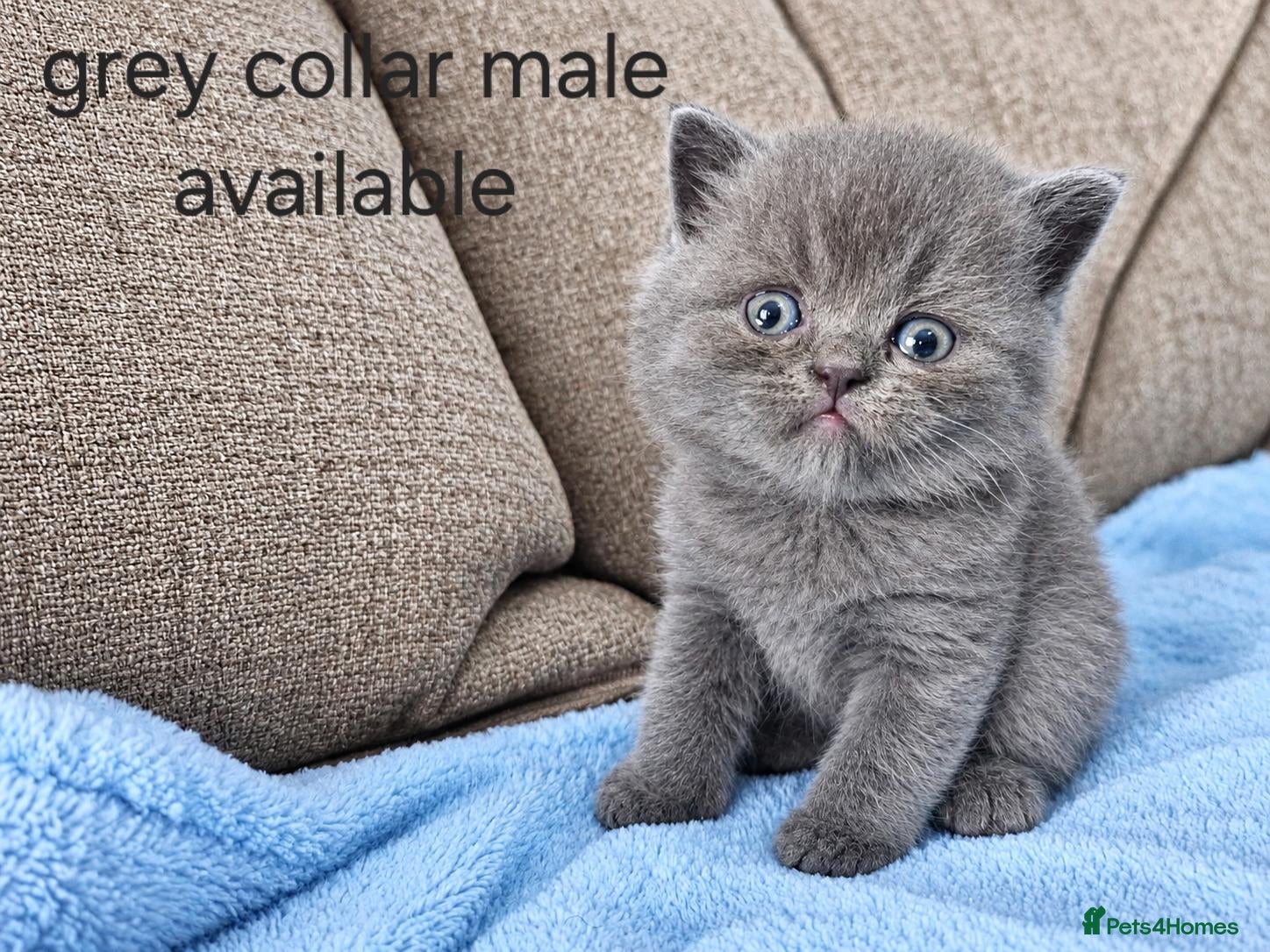 British Shorthair cats British shorthair kittens  - Advert 2