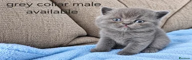 British Shorthair 3 blue male 