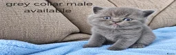 British Shorthair cats for sale: British shorthair kittens  - Advert 2