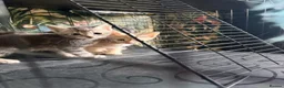 Mixed Breed cats for sale: Beautiful Maine coon mix kitten  in London - Advert 9