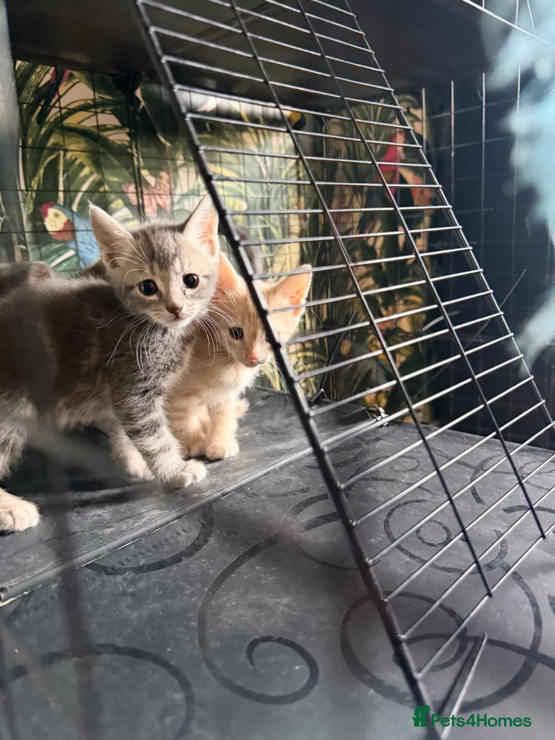 Mixed Breed cats for sale: Beautiful Maine coon mix kitten  in London - Advert 9