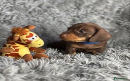 Miniature Dachshund dogs for sale: Last one available PRA Clear Miniature Dachshund  - Advert 9